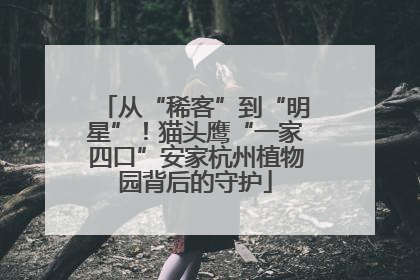 从“稀客”到“明星”！猫头鹰“一家四口”安家杭州植物园背后的守护